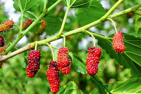 mulberry tree plants.